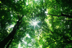 Can we restore the rainforests? 3