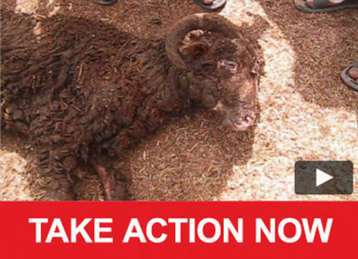 Andrew Wilkie: More live animal export cruelty 3