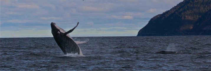 Victory for the Whales 4 Victory for the Whales 4