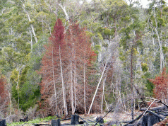 Has Forestry Changed its Spots? 10 Has Forestry Changed its Spots? 4