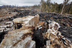 Japanese buyers could halt old-growth logging 3