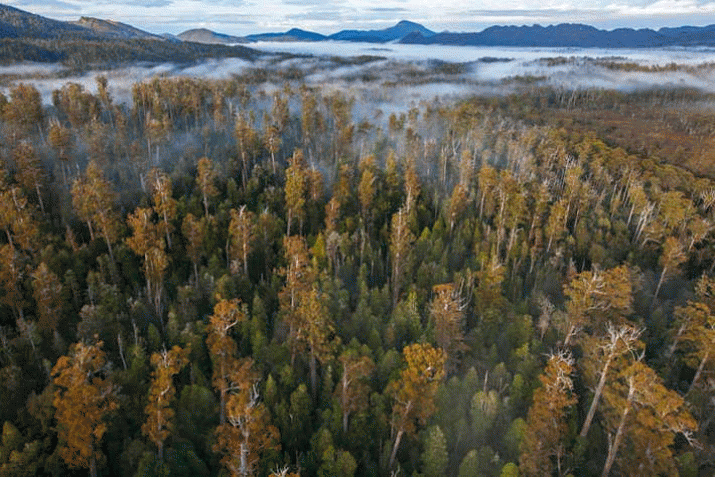 Flawed forestry repeal bill huge risk to forests, industry 3