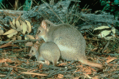 Is native wildlife at risk from fox baits? 3