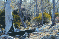 Urgent need to address key shortcomings in the Forests Agreement 3