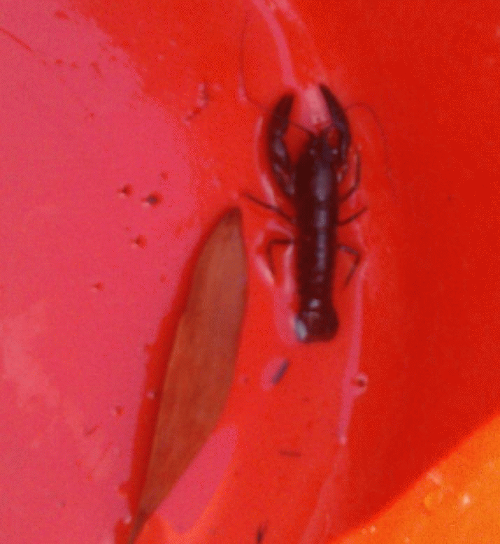 Recovery Plan fails the Freshwater Lobster 6 Recovery Plan fails the Freshwater Lobster 4