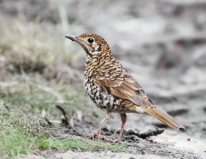 Mother Mountain: The Symphony of Birdsong (7) 3