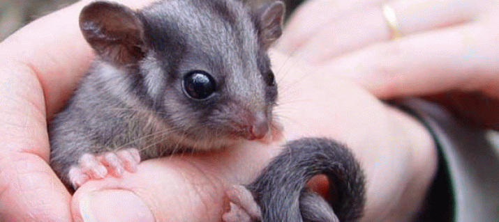 Environmentalists urge Rudd to scrap 'failed' forestry deal with states 3
