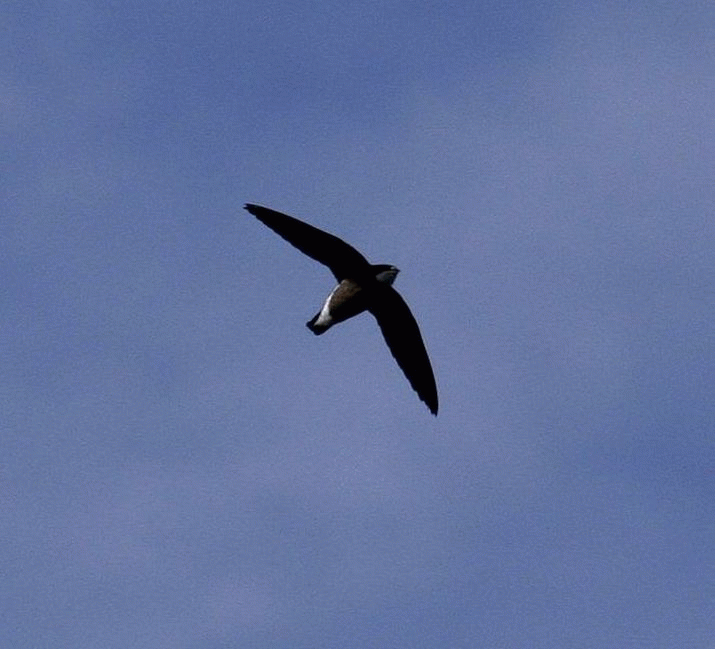 Mother Mountain: The Symphony of Birdsong (50) 3