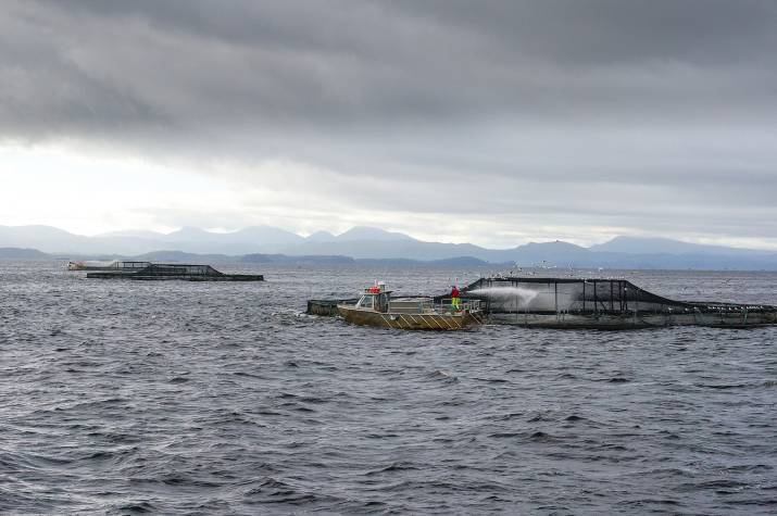 'Tasmanian Brand at Risk if Salmon Farming Continues Unchecked' 3