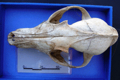 Fox skull found in Central Highlands 3