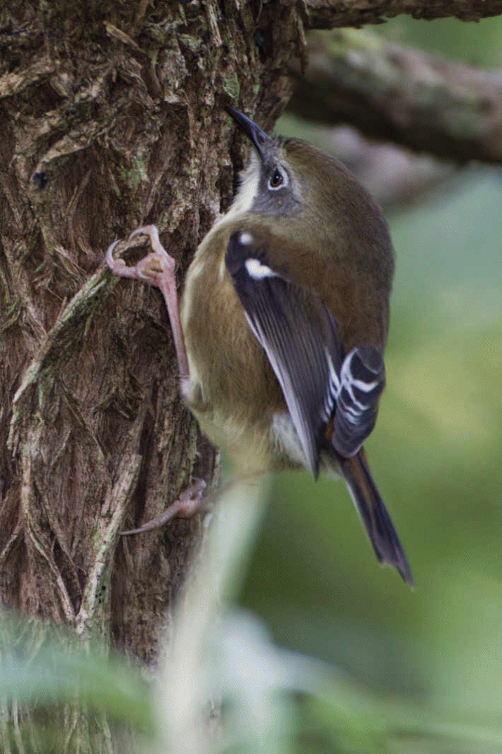 Mother Mountain: The Symphony of Birdsong (17) 3