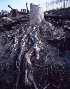 Economic Effects of the Pulp Mill – A tale of two assessments 3