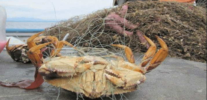 Gillnets - petition if you are interested 3