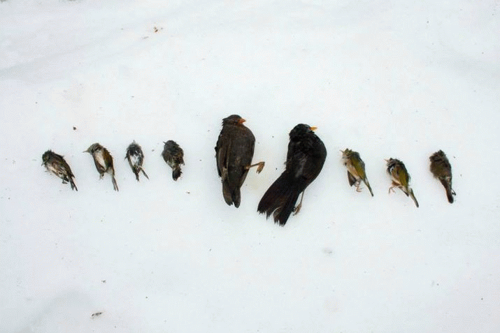 Kiwi 'Hunter-Conservationists' Slam DOC Poison Plan 3