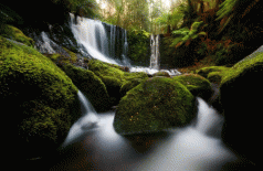 Majestic Forests, Tasmania Travel Video Guide 3