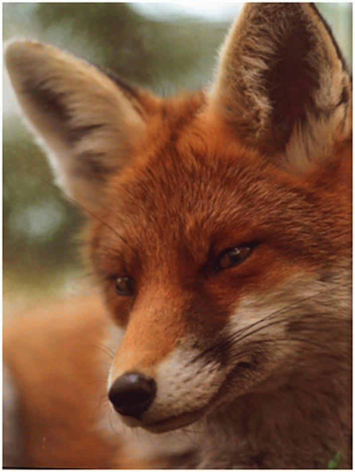 The fox plea to Premier Lara 3