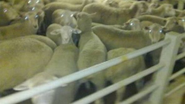 It could happen to a heartbeat to Australian animals 11 image