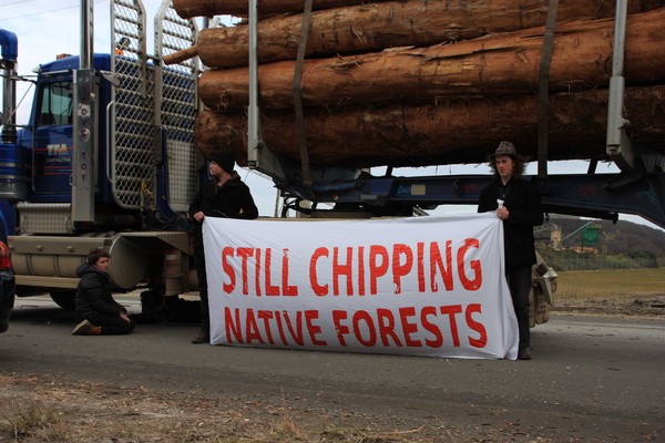 Protestors call for end of native forest wood chipping 1
