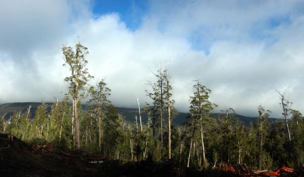 The queue grows of people waiting for Gunns to pay them ... Protest stops logging 9 image