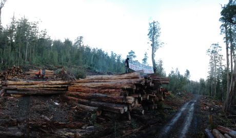 The queue grows of people waiting for Gunns to pay them ... Protest stops logging 1