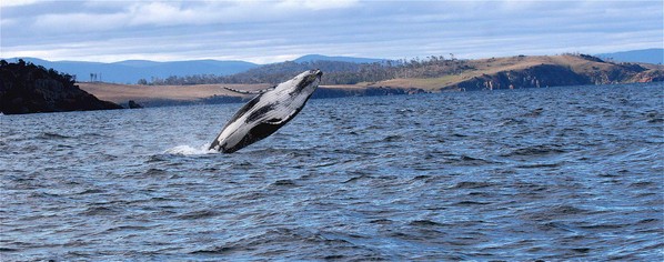 The Triabunna Experiment ... a new dawning ... ? 1