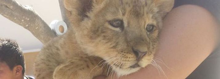 Stop the Drugging of Baby Animals 4 image