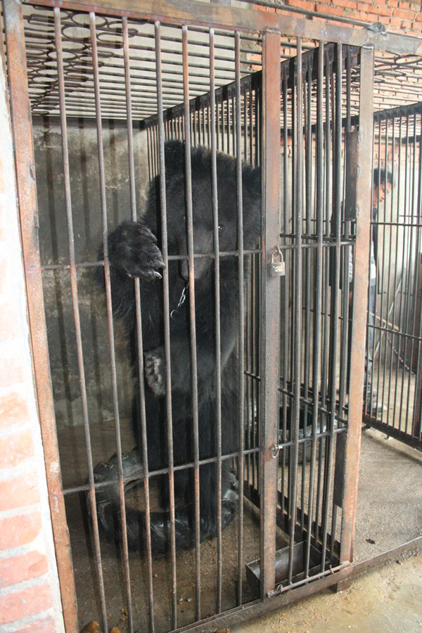 Cruel and abusive practices at Chinese zoos, says new report 1