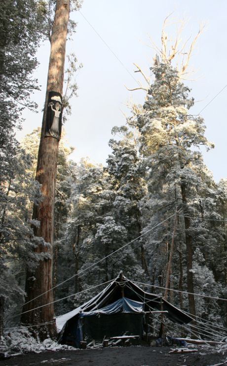 Tasmania’s longest running forest blockade celebrates 5-year milestone 1