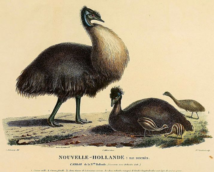Early paintings by French explorers to visit Tasmania for the first time 1
