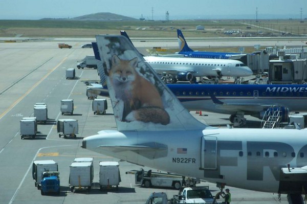 Will the fox land in Tasmania? 1