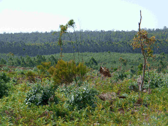 The New Forestry 15 Image