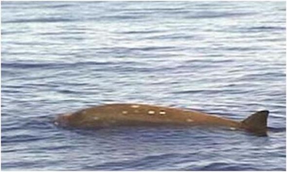RARE LONG BEAKED WHALE IN TASMANIA + 4 image