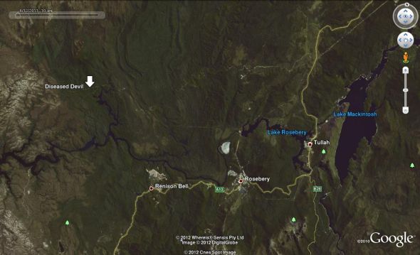 Devil Facial Tumour Disease found in the Tarkine 13 image