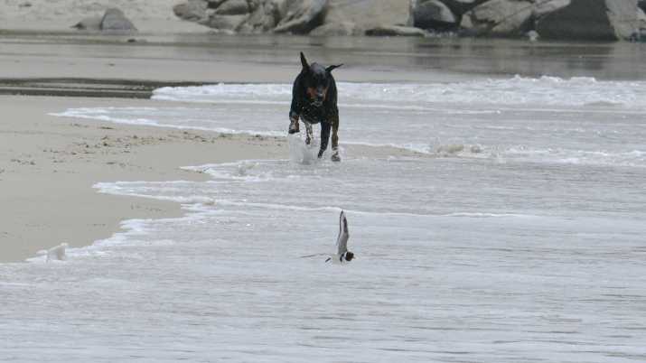 Coastal birds threatened and killed by dogs 10 image