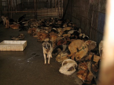 Year of the Dog 1