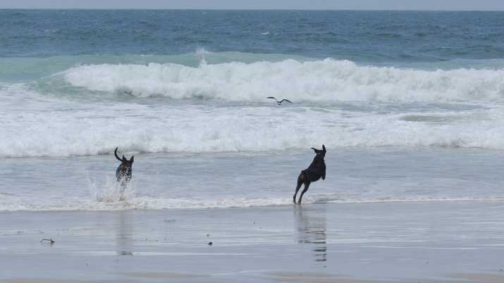 Coastal birds threatened and killed by dogs 9 image