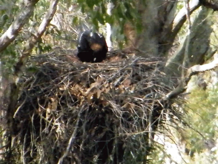 A Tasmanian Wedge Tailed Eagle Nest ... 19 image