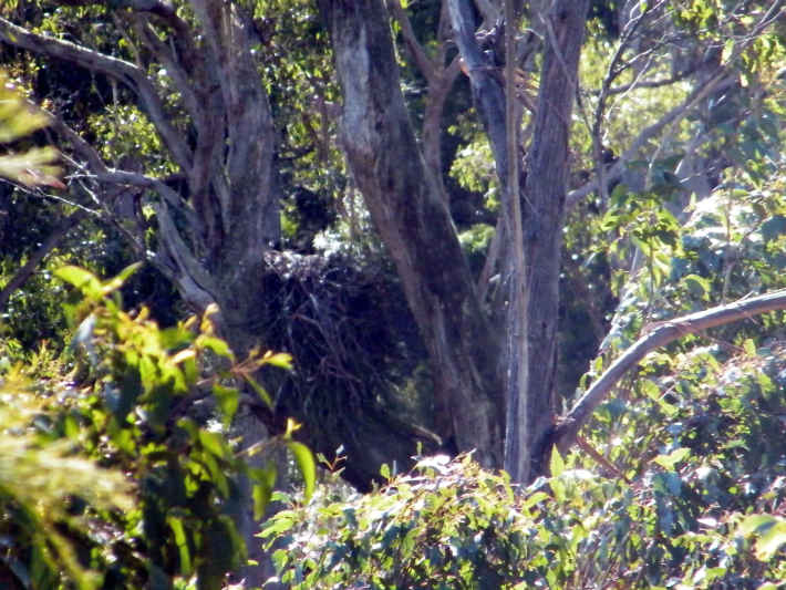 A Tasmanian Wedge Tailed Eagle Nest ... 21 image