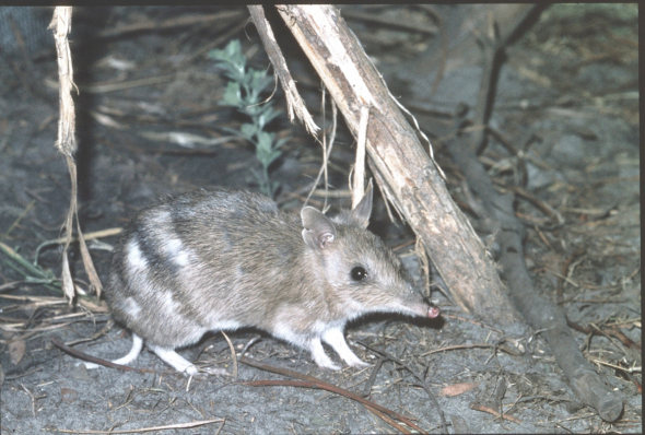 Tasmania, Ground Zero for Toxoplasmosis ... 1