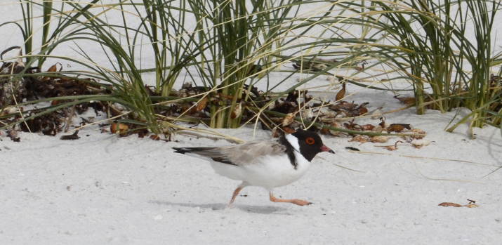 Shorebirds Rescue crowd funding campaign launch 13 image