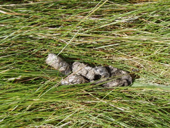 Scat does not maketh the fox! 4 image