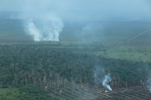 Ongoing Inferno in Tripa Peat Swamps, Aceh 7 image