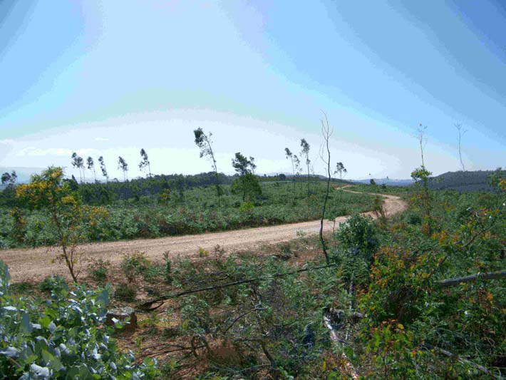 The New Forestry 18 Image