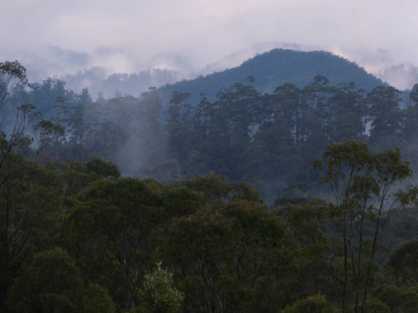 Tarkine ... and the message for Launceston 12 image
