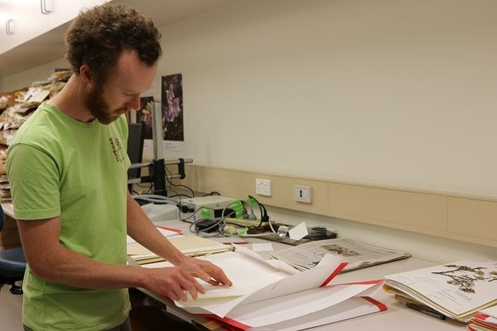 Tassie alpine plant travels a long road to discovery at the University of New England 7 image