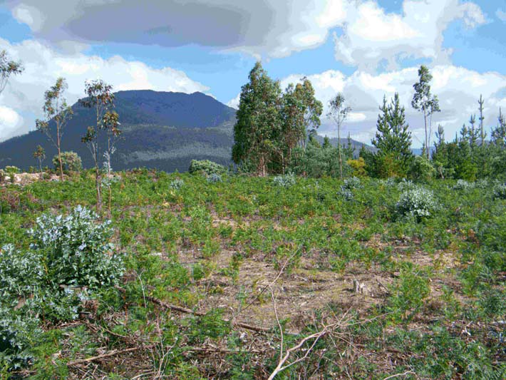 The New Forestry 19 Image