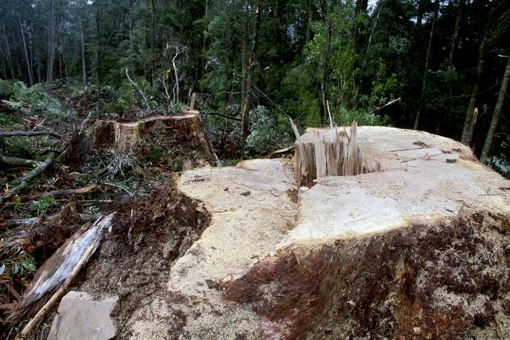 'Rainforest logging and Aboriginal heritage damage revealed' 13 image