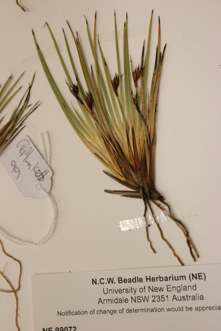 Tassie alpine plant travels a long road to discovery at the University of New England 6 image