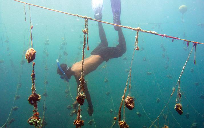 NI: Why not support the sponge farmers of Micronesia? 1
