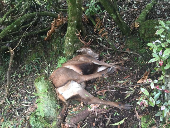 Tasmania ... and culling deer 9 image